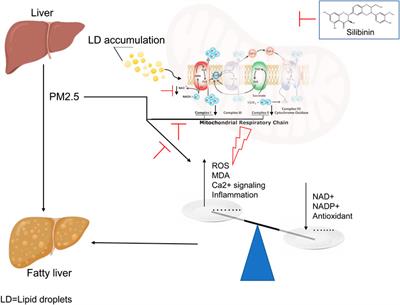 Silibinin inhibits PM2.5-induced liver triglyceride accumulation through enhancing the function of mitochondrial Complexes I and II